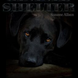 gimme shelter