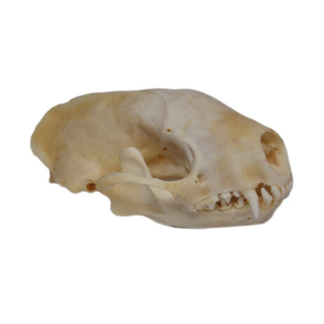 16026 mink skull