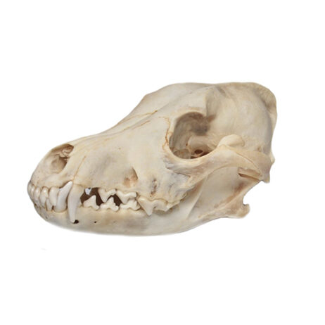 22596 coyote skull.1