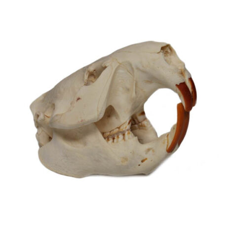 22597 beaver skull