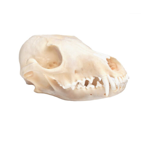 22598 fox skull