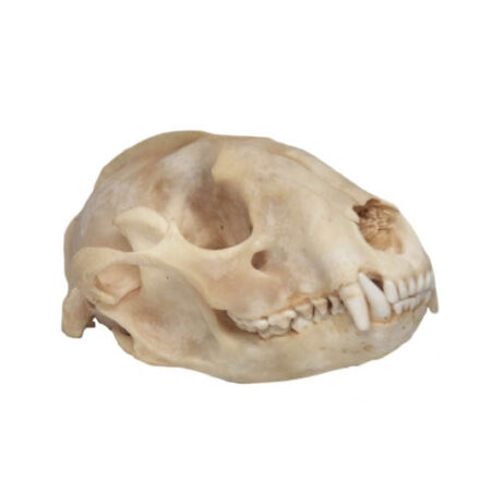 22600 raccoon skull