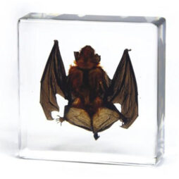 Vampire Bat In Resin-Small