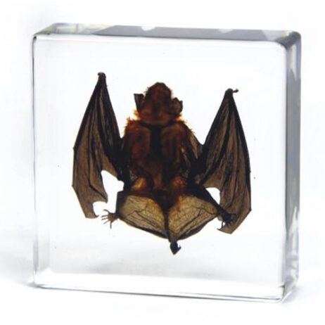 33335 bat in resin