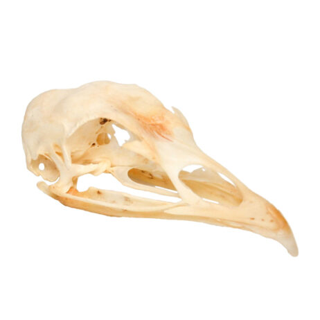 37021 turkey skull 2