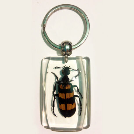 Blister Beetle Keychain