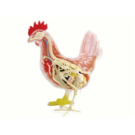 38284 chicken anatomy