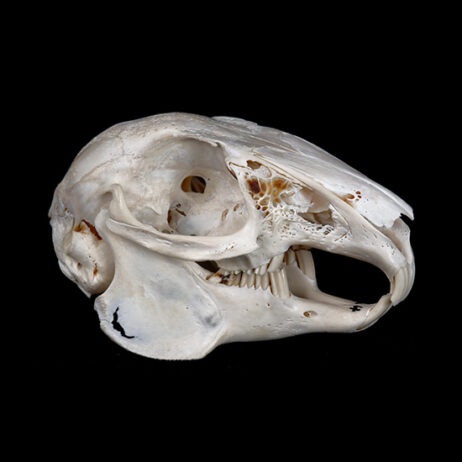 4091 rabbit skull