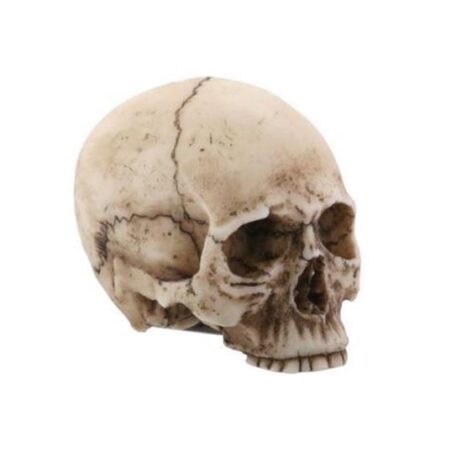 41052 skull natural finish