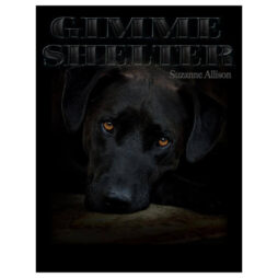 44034 gimme shelter