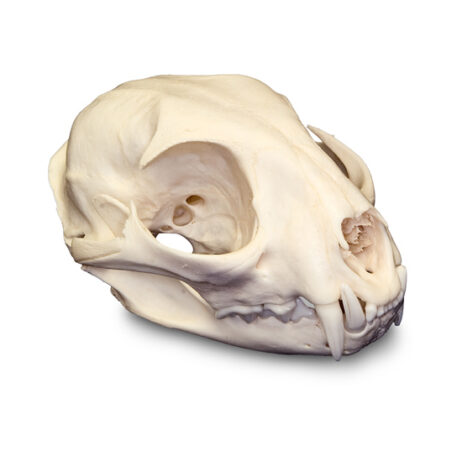 bobcat skull