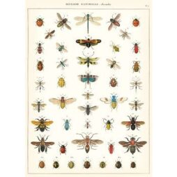Natural History Insects Flat Wrap