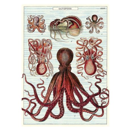 Octopods Flat Wrap e1612141306457