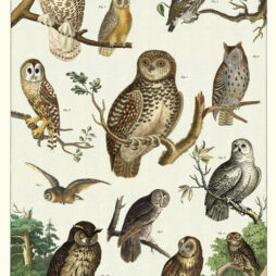 Owls Cavallini Flat Wrap