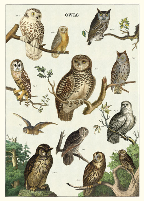 Owls Cavallini Flat Wrap