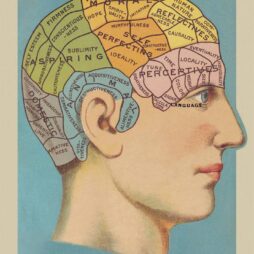 Phrenology Flat Wrap