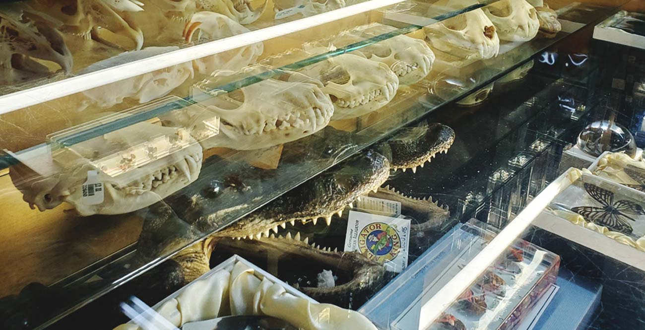 anatomy slide