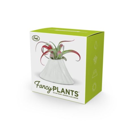 Fancy Plants Volcano Box e1619743987166