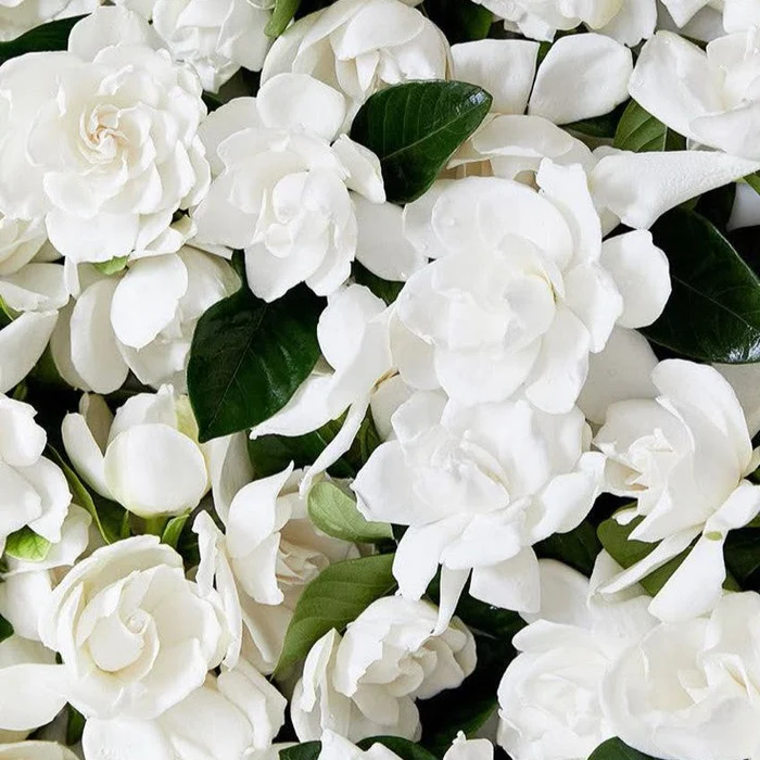 Gardenia Oil