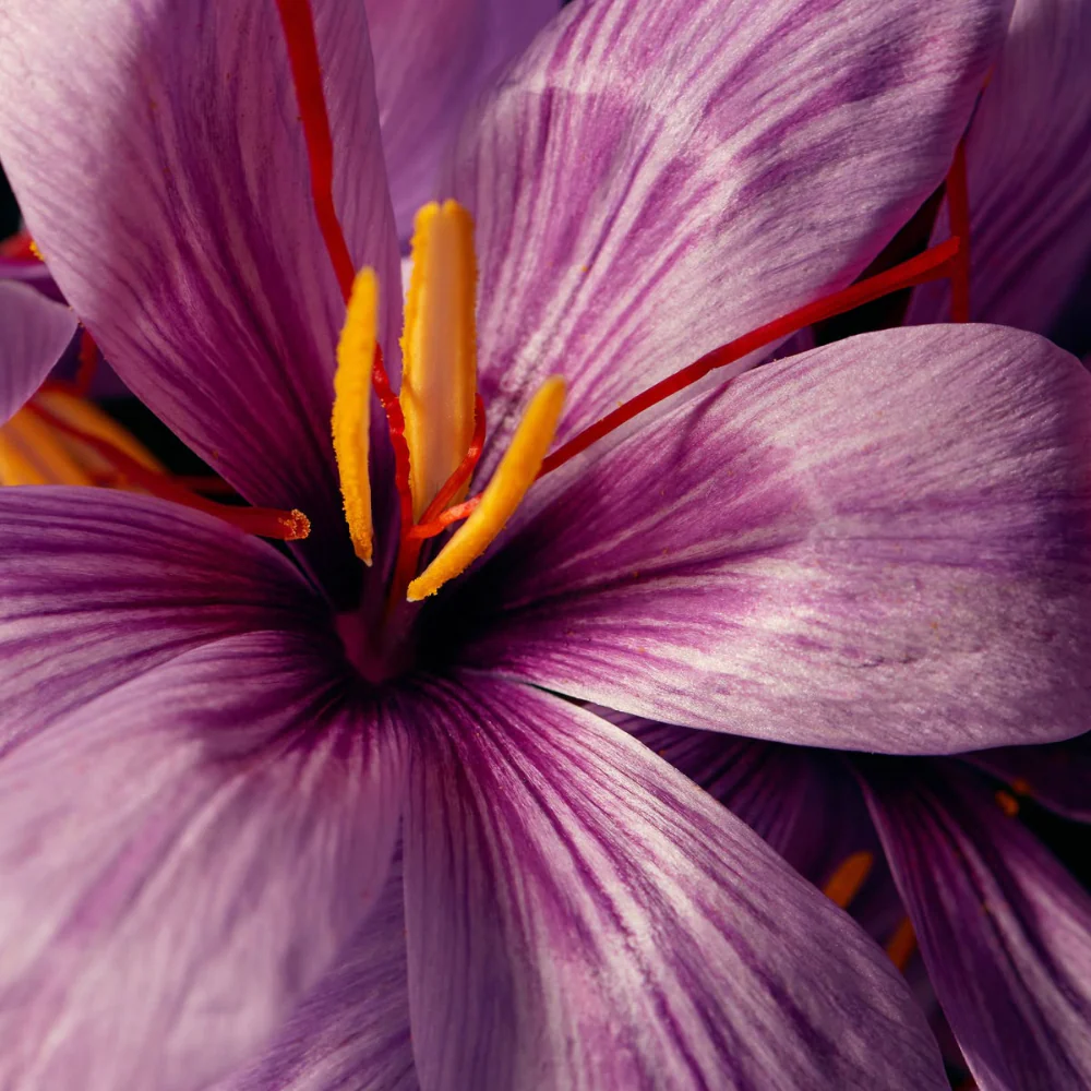 Flower with saffron stamen